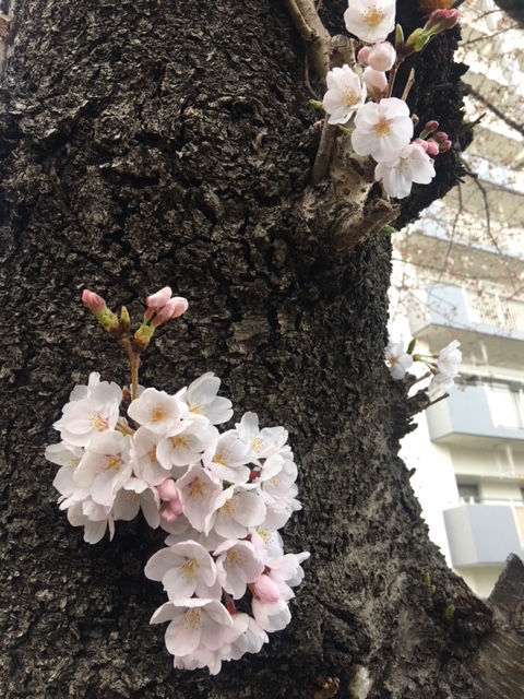 桜