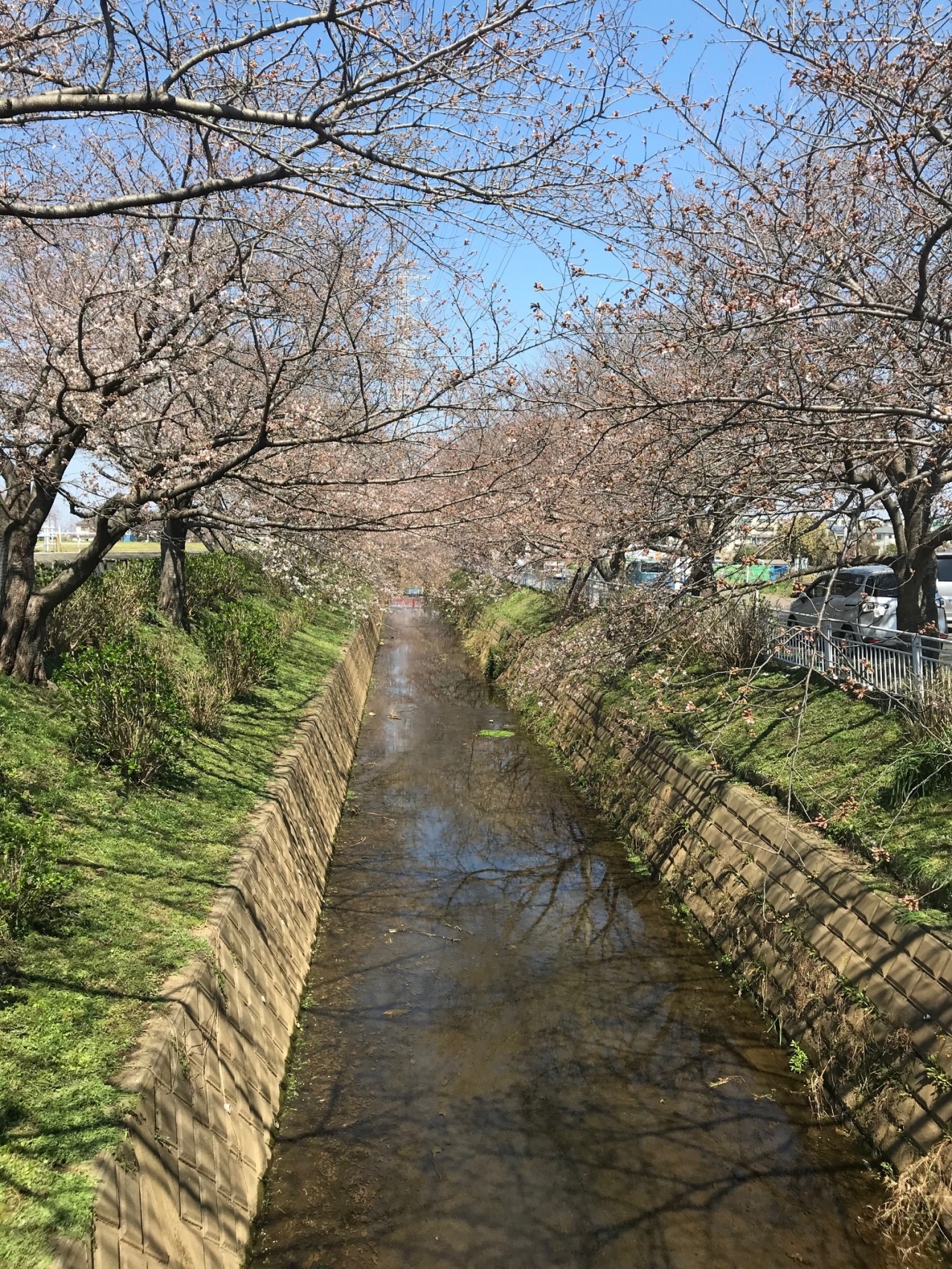 小さい春、みぃ～つけた