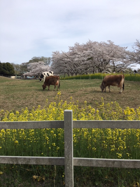 こどもの国
