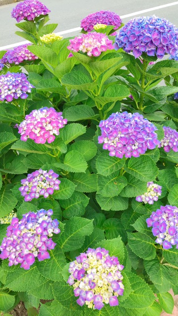 紫陽花